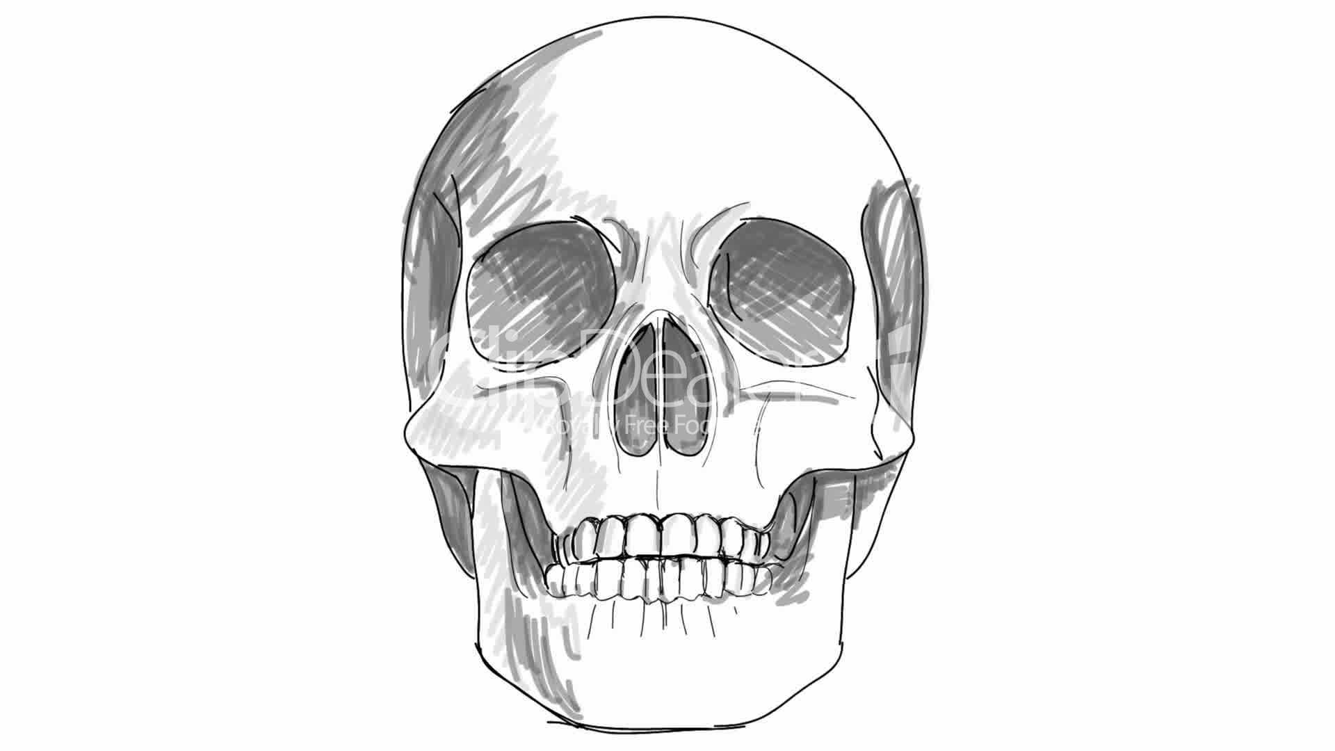 http://en.clipdealer.com/preview/image/000/785/757/previews/11--785757-skull%20sketch.jpg